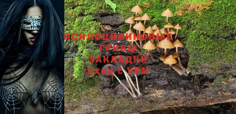 Галлюциногенные грибы Magic Shrooms  KRAKEN рабочий сайт  Гуково 